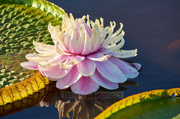 Giant Water Lily or Victoria Water lily