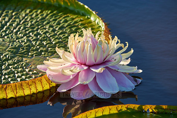 Giant Water Lily or Victoria Water lily