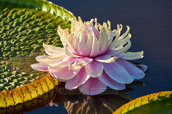 Giant Water Lily or Victoria Water lily