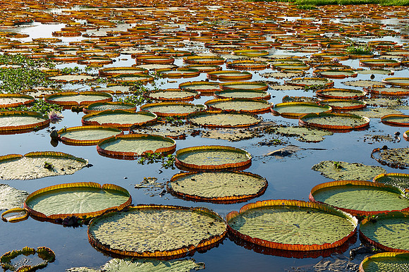 Giant Water Lily or Victoria Water lily