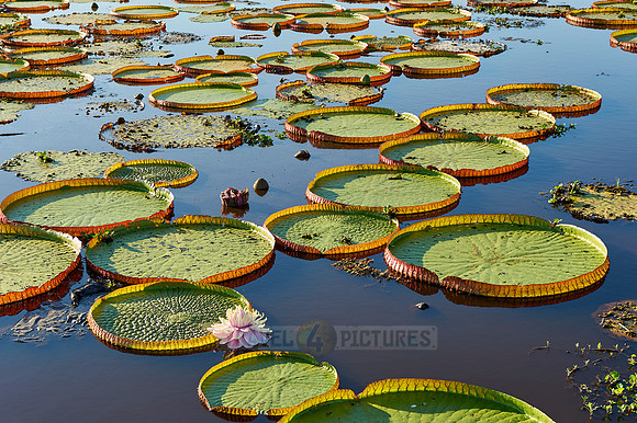Giant Water Lily or Victoria Water lily
