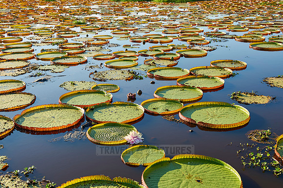 Giant Water Lily or Victoria Water lily