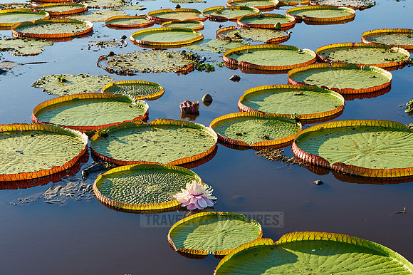 Giant Water Lily or Victoria Water lily
