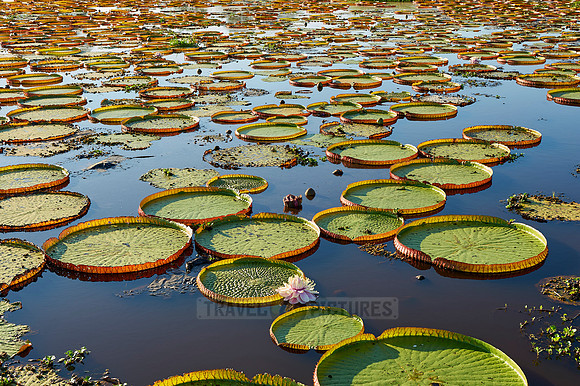 Giant Water Lily or Victoria Water lily