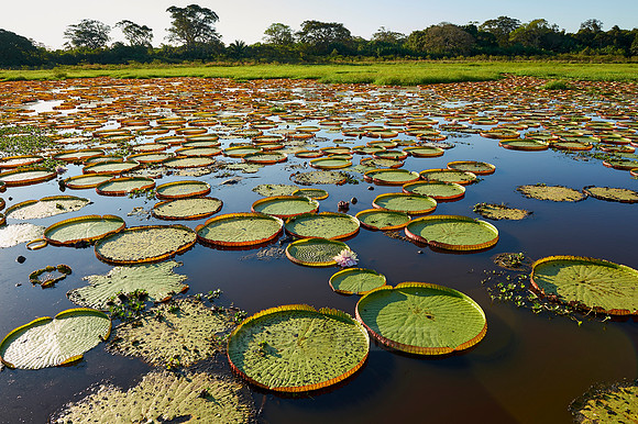 Giant Water Lily or Victoria Water lily