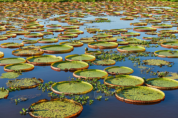 Giant Water Lily or Victoria Water lily