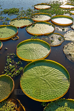 Giant Water Lily or Victoria Water lily