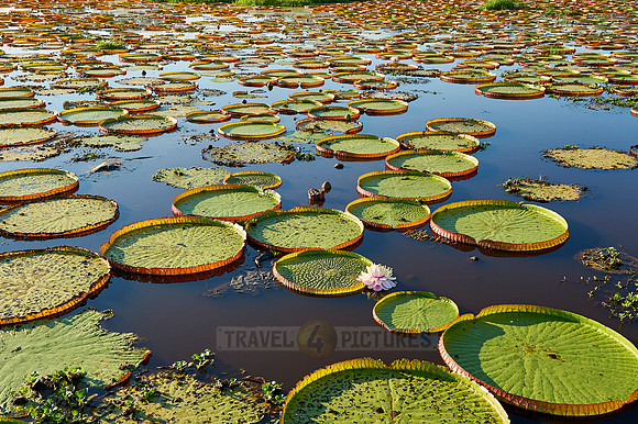 Giant Water Lily or Victoria Water lily