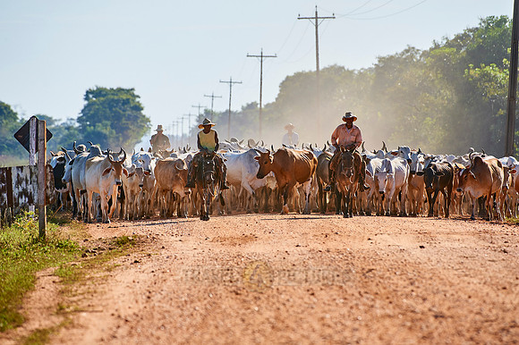 cowboys on cattle drive