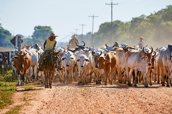 cowboys on cattle drive