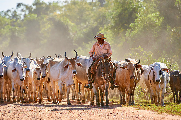 cowboys on cattle drive