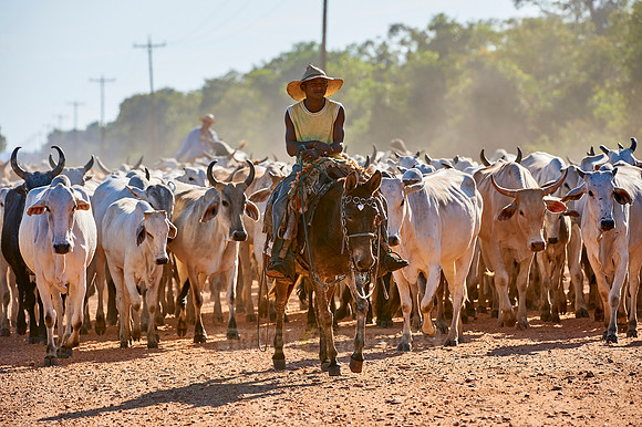 cowboys on cattle drive