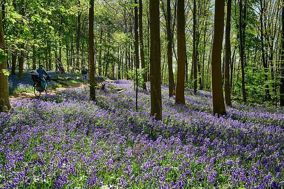 Bluebell wood