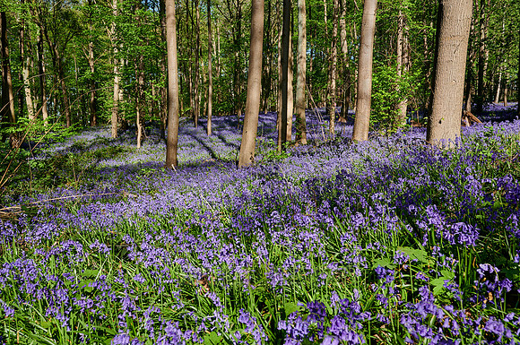 Bluebell wood