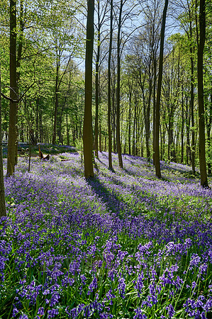 Bluebell wood