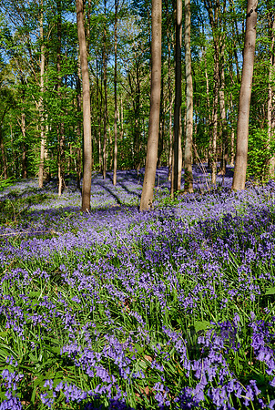 Bluebell wood