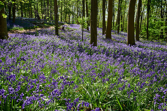 Bluebell wood