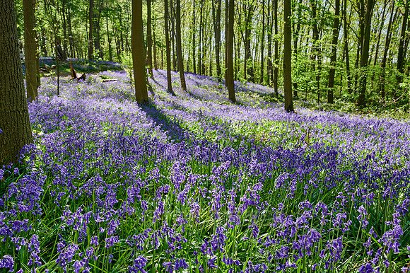 Bluebell wood