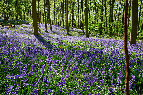 Bluebell wood