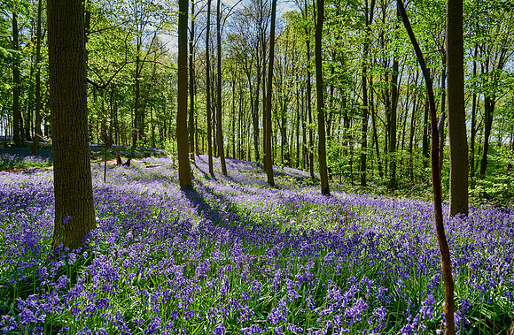 Bluebell wood