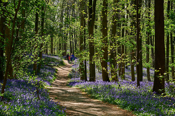 Bluebell wood