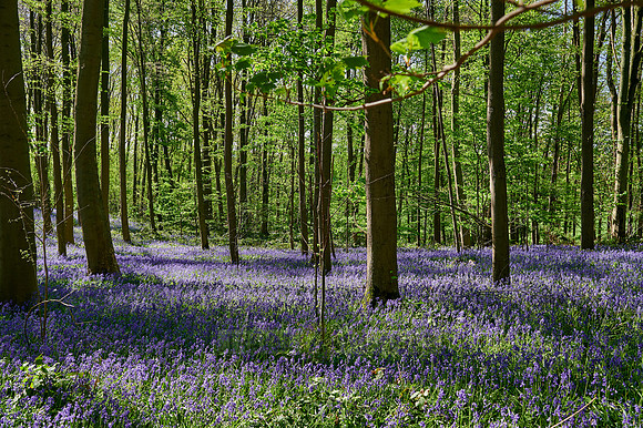 Bluebell wood