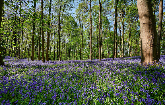 Bluebell wood