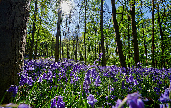 Bluebell wood