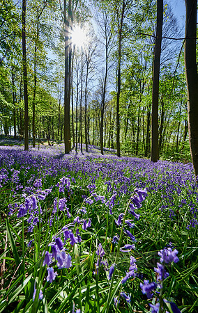 Bluebell wood