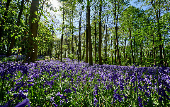 Bluebell wood