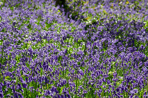 Bluebell wood