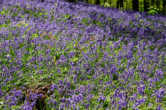 Bluebell wood