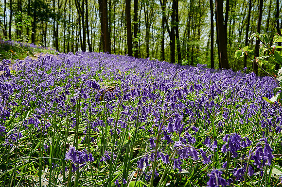 Bluebell wood