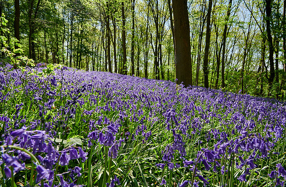 Bluebell wood