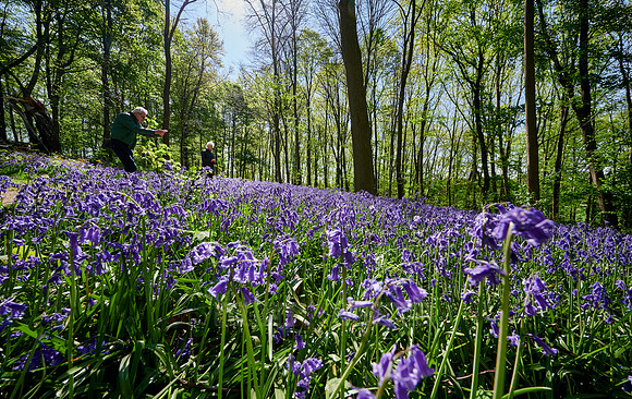 Bluebell wood