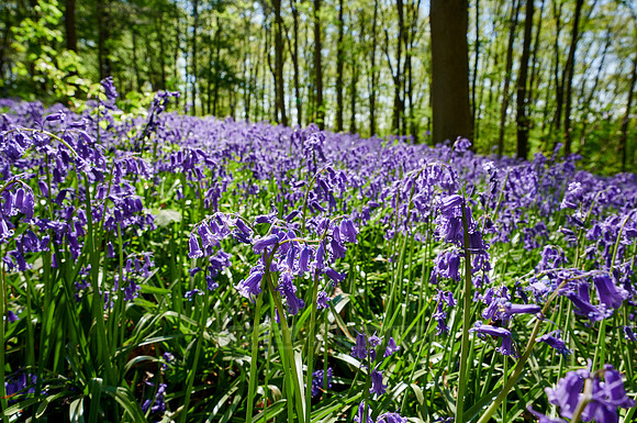 Bluebell wood