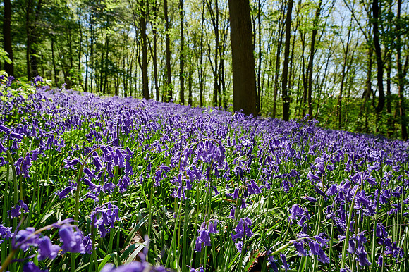 Bluebell wood