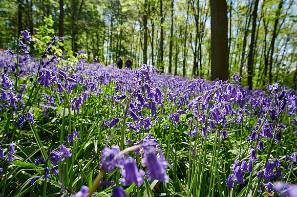 Bluebell wood