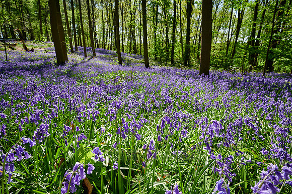 Bluebell wood