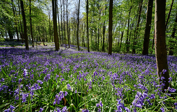Bluebell wood
