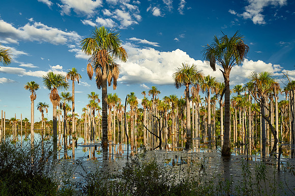 wetlands with palms