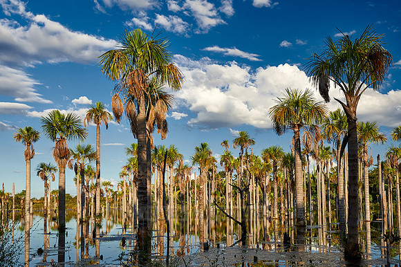 wetlands with palms