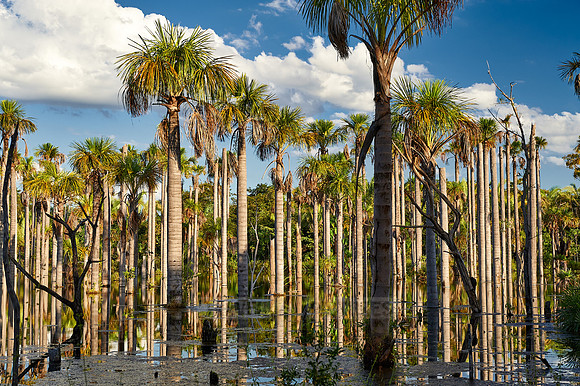 wetlands with palms