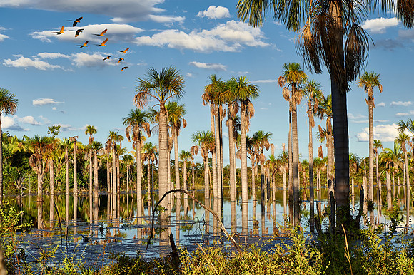 flying BLUE-AND-YELLOW MACAWS over wetlands with palms