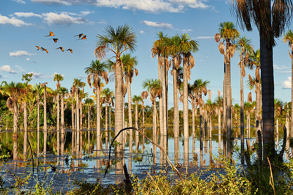 flying BLUE-AND-YELLOW MACAWS over wetlands with palms