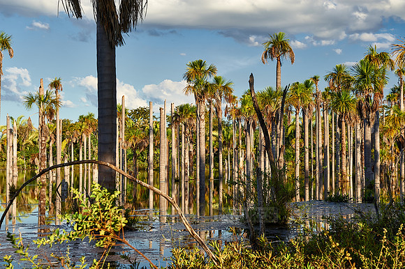 wetlands with palms