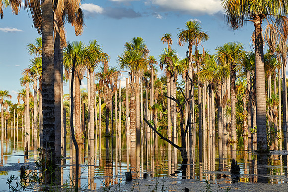 wetlands with palms