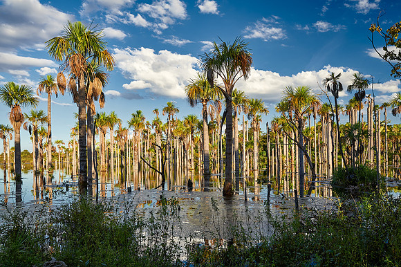 wetlands with palms