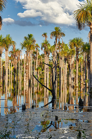 wetlands with palms