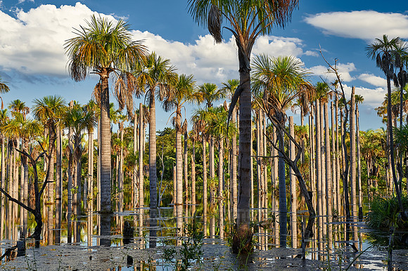 wetlands with palms